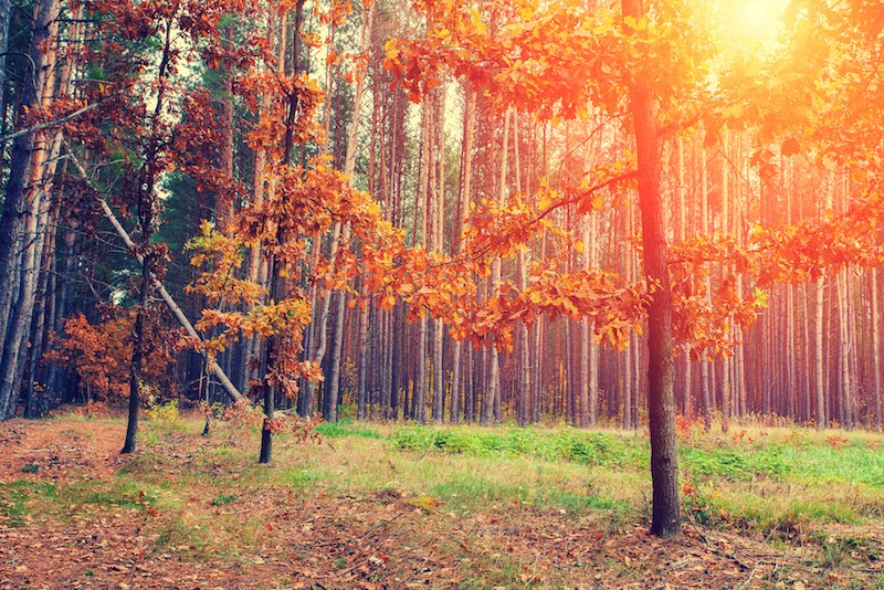 Autumn forest with sun