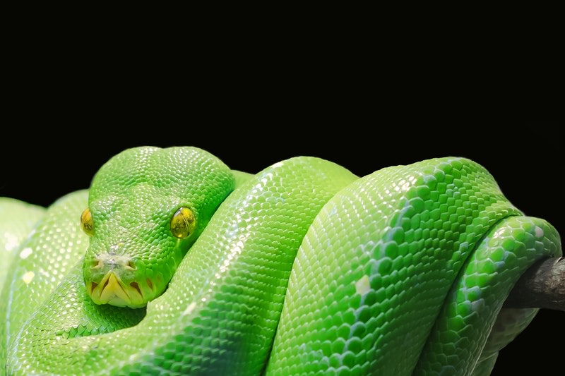 A green python ready to use HFST :-D