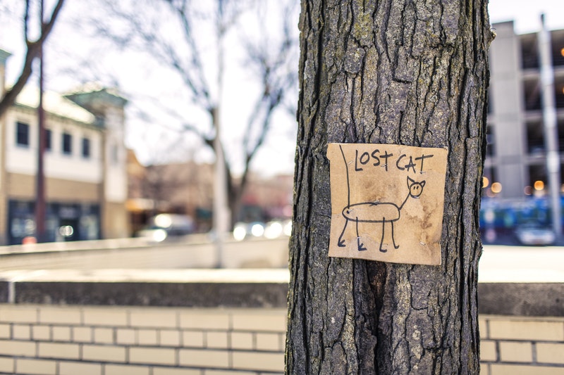a drawn lost cat sign